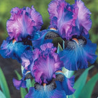 320+ Blooming Iris Flower Seeds for Planting Exotic Perennial Flower Non-GMO Heirloom Seed Beautiful and Colorful Blooms for Your Garden