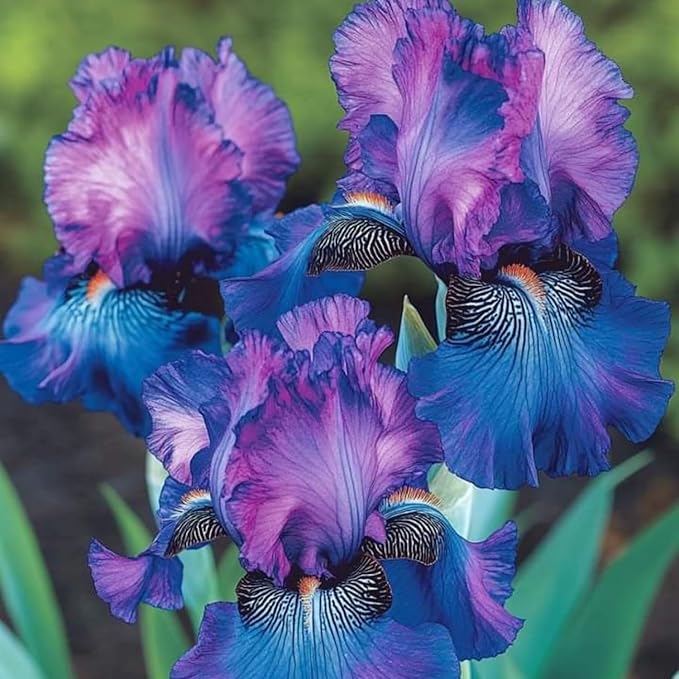 320+ Blooming Iris Flower Seeds for Planting Exotic Perennial Flower Non-GMO Heirloom Seed Beautiful and Colorful Blooms for Your Garden