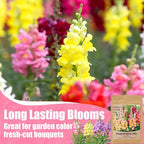 10000+ Snapdragon Seeds Bulk Pack, 5-Color Mixed Snapdragon Flower Seeds for Planting, Antirrhinum Majus Seeds for Borders, Pots, Flower Beds & Cut Flower Gardens, Instructions Included