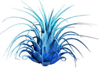 Air Plants - Tillandsia Ionantha - Organically Enhanced Color - Live Arrival Guaranteed - House Plants for Home Decor & Gift (2 Tone 4pk) (2 Tone 4Pk Coastal Hues)