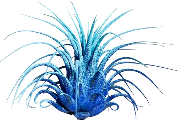 Air Plants - Tillandsia Ionantha - Organically Enhanced Color - Live Arrival Guaranteed - House Plants for Home Decor & Gift (2 Tone 4pk) (2 Tone 4Pk Coastal Hues)
