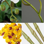FagusHome 32 Inch Artificial Phalaenopsis Flowers 6 Pcs Artificial Orchid Flowers Stem Plants for Home Décor (Yellow Piebald)