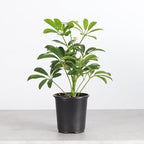 Thorsen's Greenhouse Live Arboricola Umbrella Tree Plant, Schefflera Arboricola, Natural Air Purifier, Easy to Grow, Live Indoor Houseplant, 4-inch Diameter (Growers Pot)