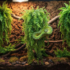 PINVNBY 3 PCS Green Reptile Plants Terrarium Hanging Fake Vines with Suction Cup Artificial Leaves Bearded Dragon Tank Accessories Terrarium Decor for Leopard Gecko Lizard Snake Geckos Chameleon