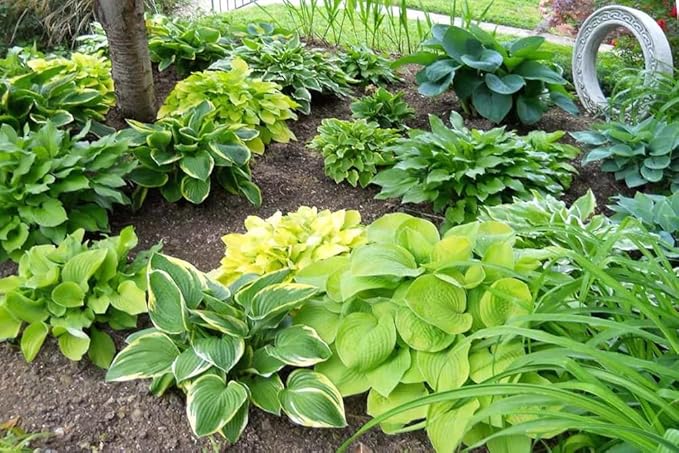 50pcs Mixed Hosta Seeds for Planting Outdoors Rare Perennial Flower Shade Hosta Plant Moderate Drought Tolera