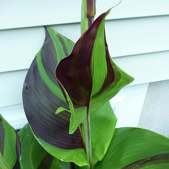 Canna 'Cleopatra', a Great Live Pond Plant for Your Water Garden. Filters koi and Goldfish Ponds. Good for Bogs, Plant Shelf or Shallow Water This marginal Aquatic is a Real Beauty