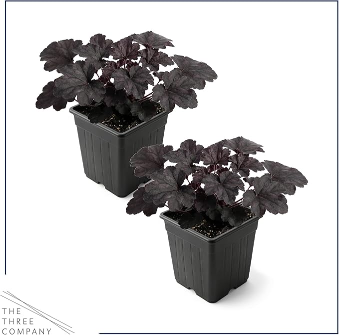 Live Heuchera Coral Bells 2-Pack – Black Olive – Shade Perennial Foliage Plant, 10” Tall, 1 Qt Pot