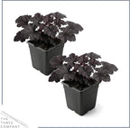 Live Heuchera Coral Bells 2-Pack – Black Olive – Shade Perennial Foliage Plant, 10” Tall, 1 Qt Pot
