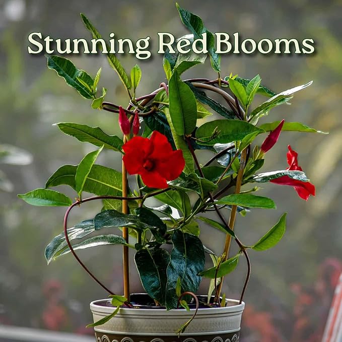 Mandevilla Live Flowering Plant - Red Mandevilla Plant Trellis - 18" Hoop, 18" to 20" Overall Height - 1 Gallon (Plant Only)