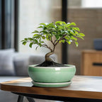SQOWL Bonsai Planter - 8 Inch Ceramic Succulent Planters for Indoor Plants Outdoor, Shallow Round Planter with Drainage Hole and Saucer, Ceramic Bowl Planters, Home Decor, Birthday Gifts, Green