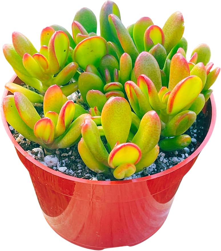 Jade Plant 4" Crassulla Ogre Ears Shrek's Ears Succulent Plants Live, Easy to Grow Hard to Kill Houseplant by The Succulent Cult