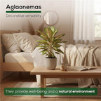 Aglaonema Plant Collection (4 Pack) Live Starter Plants, Rare Chinese Evergreen Houseplants, Indoor Tropical Plants Live, Easy Care Low Light Houseplants, Colorful Foliage Plants, Grower’s Choice