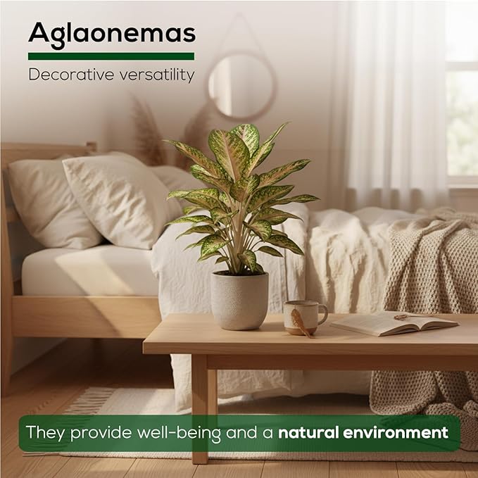 Aglaonema Plant Collection (4 Pack) Live Starter Plants, Rare Chinese Evergreen Houseplants, Indoor Tropical Plants Live, Easy Care Low Light Houseplants, Colorful Foliage Plants, Grower’s Choice