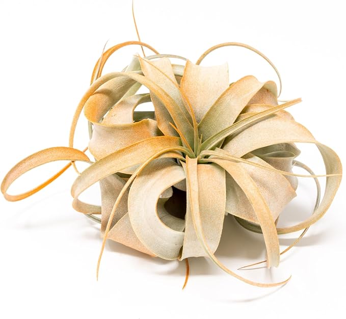 Tangerine Colorful Tillandsia Air Plants - Long Lasting Color Enhanced Live Tillandsia Succulent House Plants - Home and Garden Decor - Easy Care Indoor/Outdoor Plants (Mini Xerographica, Pack of 3)