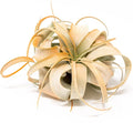 Tangerine Colorful Tillandsia Air Plants - Long Lasting Color Enhanced Live Tillandsia Succulent House Plants - Home and Garden Decor - Easy Care Indoor/Outdoor Plants (Mini Xerographica, Single)