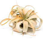 Tangerine Colorful Tillandsia Air Plants - Long Lasting Color Enhanced Live Tillandsia Succulent House Plants - Home and Garden Decor - Easy Care Indoor/Outdoor Plants (Mini Xerographica, Single)
