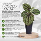 Peperomia Plant Collection (4 Pack)– Set of Rare Varieties | Watermelon, Frost, Eden Rosso & Piccolo Banda | Easy Indoor Houseplants, Live Plants for Home Decor (Peperomia Collection)