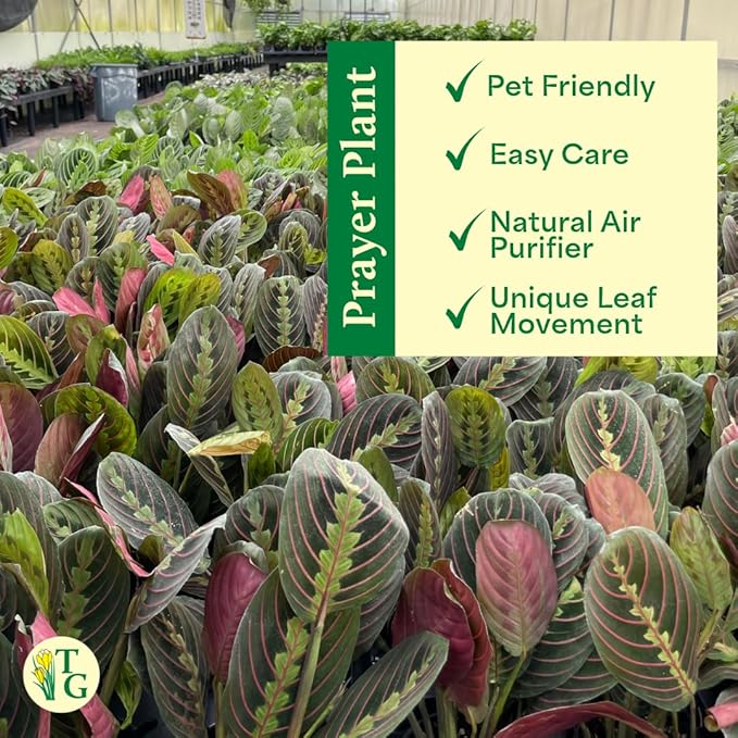 Thorsen's Greenhouse Red Prayer Plant, Live Indoor Plant, Pet Friendly, Popular Houseplant, Red Maranta, Easy to Grow, 4" Diameter Pot (Black - Hanging)
