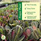 Thorsen's Greenhouse Red Prayer Plant, Live Indoor Plant, Pet Friendly, Popular Houseplant, Red Maranta, Easy to Grow, 4" Diameter Pot (3 Pack Nursery Pots)