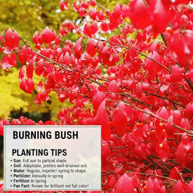 Red Burning Bush Shrub Live Plant, 2.5 Inches Pot, Dwarf Burning Bush Live Plant