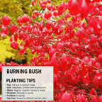 Red Burning Bush Shrub Live Plant, 2.5 Inches Pot, Dwarf Burning Bush Live Plant
