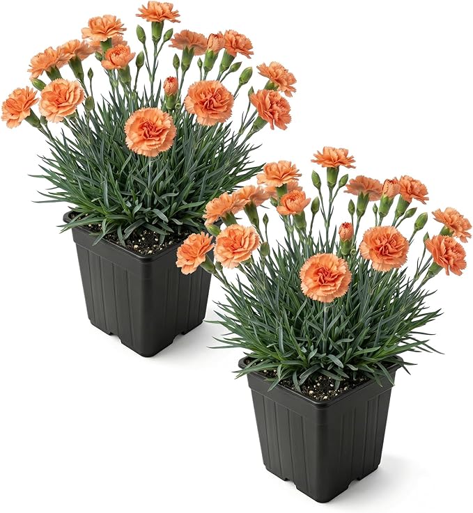 Live Dianthus 2-Pack – Orange Sparkler – Fragrant Spring Perennial, Deer Resistant, 10” Tall, 1 Qt Pot
