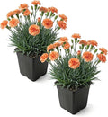 Live Dianthus 2-Pack – Orange Sparkler – Fragrant Spring Perennial, Deer Resistant, 10” Tall, 1 Qt Pot