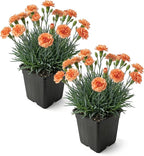 Live Dianthus 2-Pack – Orange Sparkler – Fragrant Spring Perennial, Deer Resistant, 10” Tall, 1 Qt Pot