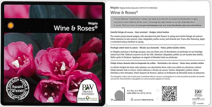 Proven Winners - Weigela florida Wine & Roses (Weigela) Shrub, pink flowers, #2 - Size Container