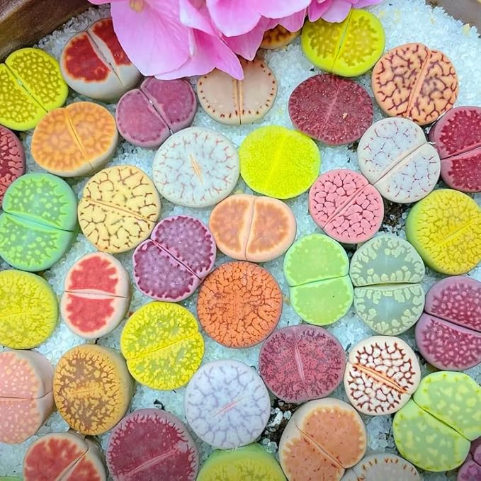 20 Pack Assorted Lithop Live Plants, Rare Living Stone Succulents Plants Live for Indoor Gardens, Lithops Seedlings