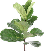 United Nursery Fiddle Leaf Fig Live Plant 24–30 inches Tall in 10 inch Nursery Pot, Indoor House Plant for Bright Home and Office Spaces