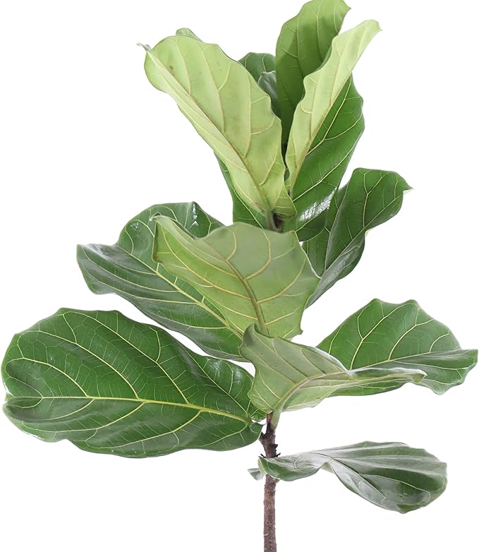 United Nursery Fiddle Leaf Fig Live Plant 24–30 inches Tall in 10 inch Nursery Pot, Indoor House Plant for Bright Home and Office Spaces