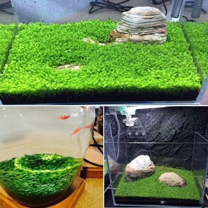Freshwater Aquarium Decor, Easy Growing Dwarf Carpet for Fish Tank/Terrarium, Natural Aquatic Plant Growth Material – 1 Pack (Love Grass)