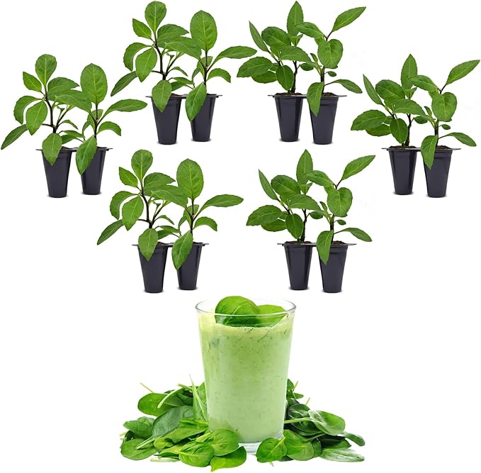 Longevity Spinach Plant (12 Plants)