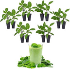 Longevity Spinach Plant (12 Plants)
