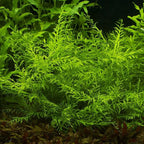 Heirloom Garden Water Sprite Ceratopteris Siliquosa Live Plant - Live Aquarium Plants Accessories, House Plants Indoors, Terrarium Kit, Perfect for Water Fish Tank Decorations, Green