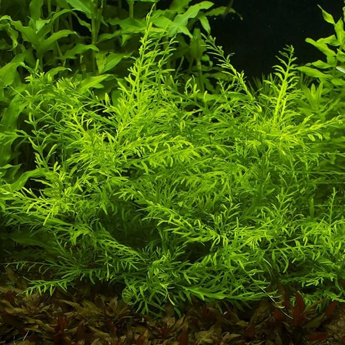 Heirloom Garden Water Sprite Ceratopteris Siliquosa Live Plant - Live Aquarium Plants Accessories, House Plants Indoors, Terrarium Kit, Perfect for Water Fish Tank Decorations, Green
