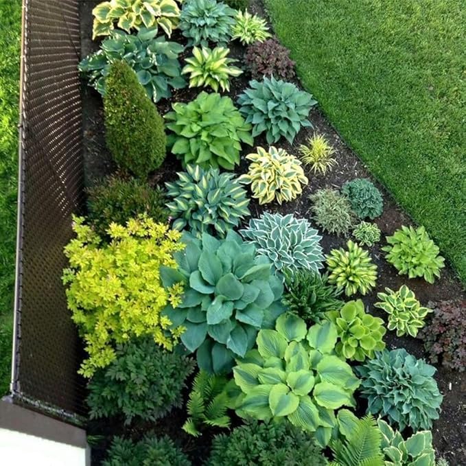 150+ Hostas Seed for Planting Outdoors-Rare Hostas Seeds Perennial Plants-Shaped Hosta Seeds Attract Pollinators Bonsai Decoration for Outdoor Garden