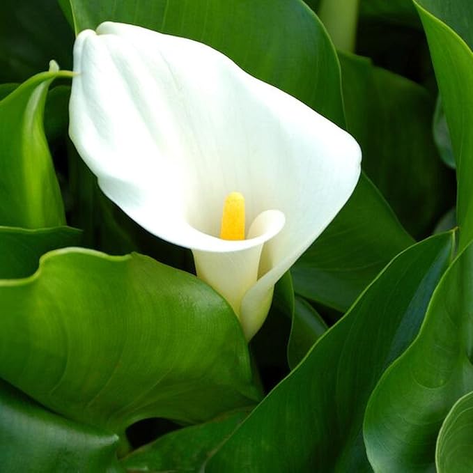 Calla Lily, a Great Live Pond Plant for Your Water Garden. Filters koi and Goldfish Ponds. Good for Bogs, Plant Shelf or Shallow Water This marginal Aquatic is a Real Beauty