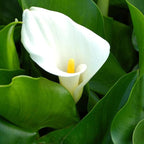Calla Lily, a Great Live Pond Plant for Your Water Garden. Filters koi and Goldfish Ponds. Good for Bogs, Plant Shelf or Shallow Water This marginal Aquatic is a Real Beauty