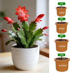 All-Natural Christmas Cactus Potting Soil Mix 1qt- Premium Well-Draining & Aerated ，Designed Specifically for Succulents and Cacti