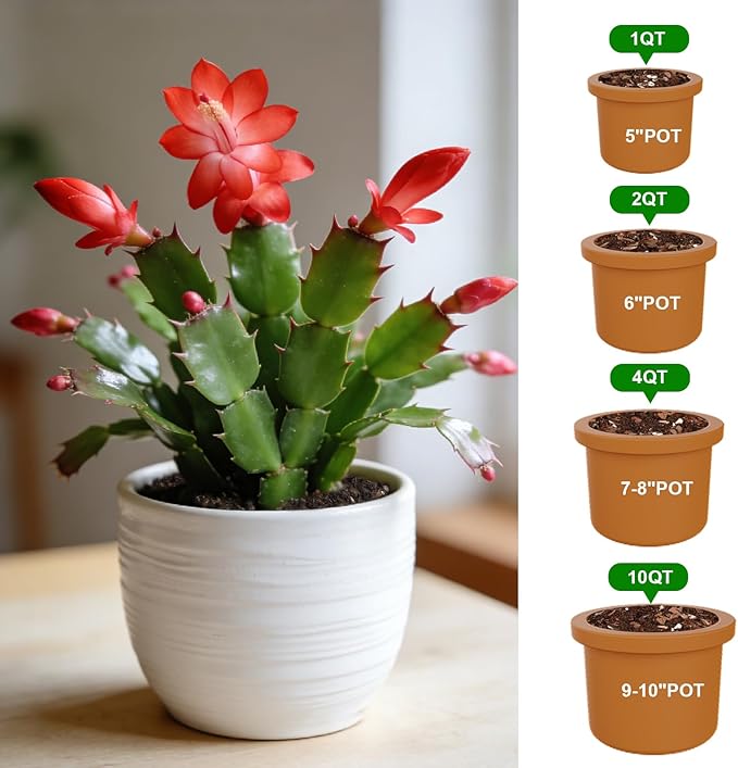 All-Natural Christmas Cactus Potting Soil Mix 4qt- Premium Well-Draining & Aerated ，Designed Specifically for Succulents and Cacti