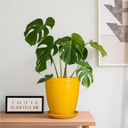 Ceramic Plant Pot - 8 Inch Planter Pot with Drainage Hole and Saucer Round Planter for Indoor Outdoor Plants Flower Pot for Home Patio Garden Office Yellow