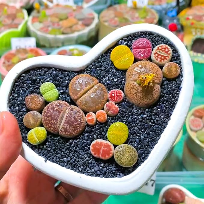Sprout N Green Rare Lithops Collection, Living Stone Plant Fully Rooted in 4" Pot, Cute Potted Succulents Houseplant Pebble Plant, Great for Terrarium Arrangement, DIY Project