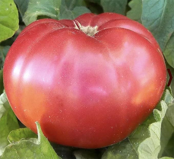 Giant Pink Belgium Tomato Seeds - Heirloom Large Tomato - One of the Largest and Most Delicious Tomatoes for Home Growing, Non GMO - Neonicotinoid-Free.