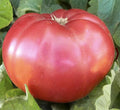 Giant Pink Belgium Tomato Seeds - Heirloom Large Tomato - One of the Largest and Most Delicious Tomatoes for Home Growing, Non GMO - Neonicotinoid-Free.