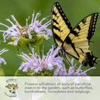 Seed Needs Sunset Sunflower Seeds for Planting Mixed Sunflowers - Heirloom & Open Pollinated Flower Seed to Plant an Outdoor Annual Butterfly Garden (1 Pack)