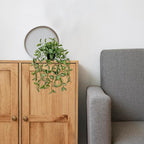2 Pack Fake Hanging Plants for Shelf in Back Pot, Small Artificial Hanging Ivy Vine Plants Indoor Fake Potted Greenery Plant Decor Room Bathroom Wall End Table Mimi Faux Wandering Jew Plant Set