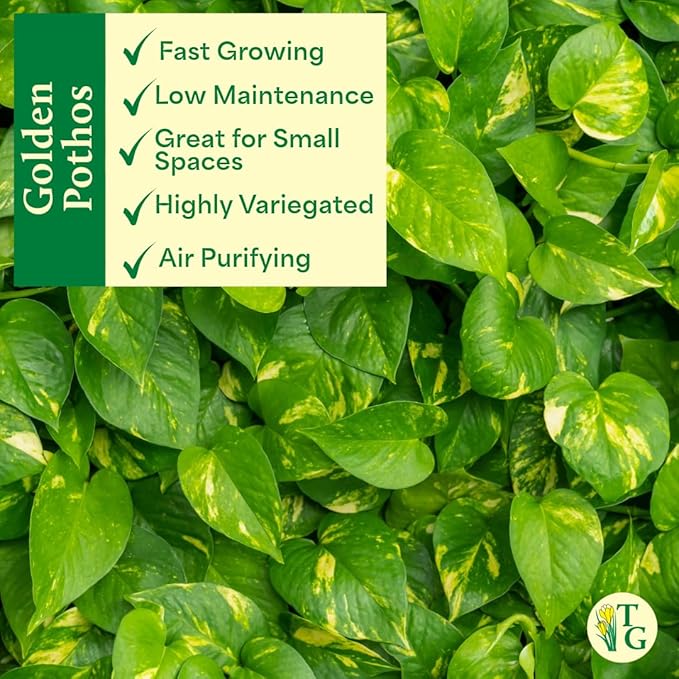 Thorsen's Greenhouse Golden Pothos, Live Indoor Vining Plant, Easy to Grow, Variegated Houseplant, Natural Air Purifier (Nursery Pot, 4-inch Pot)