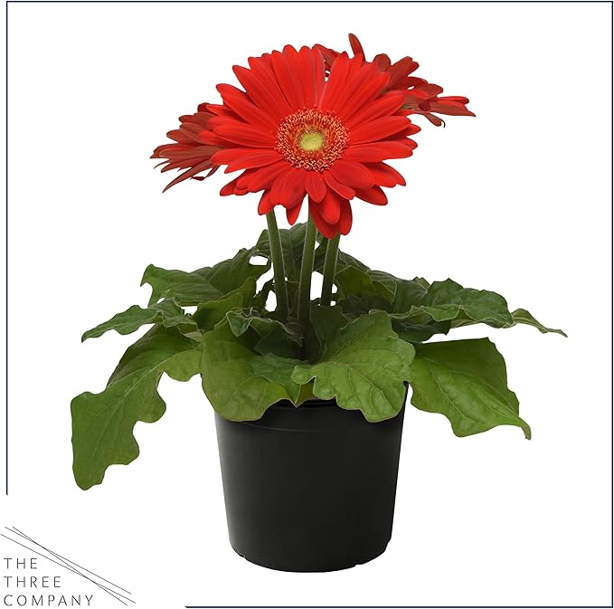 Live Flowering Gerbera Daisies - Red (2 Plants Per Pack) - Beautiful Spring Flowers - 12" Tall by 5" Wide in 1 Qt Pot